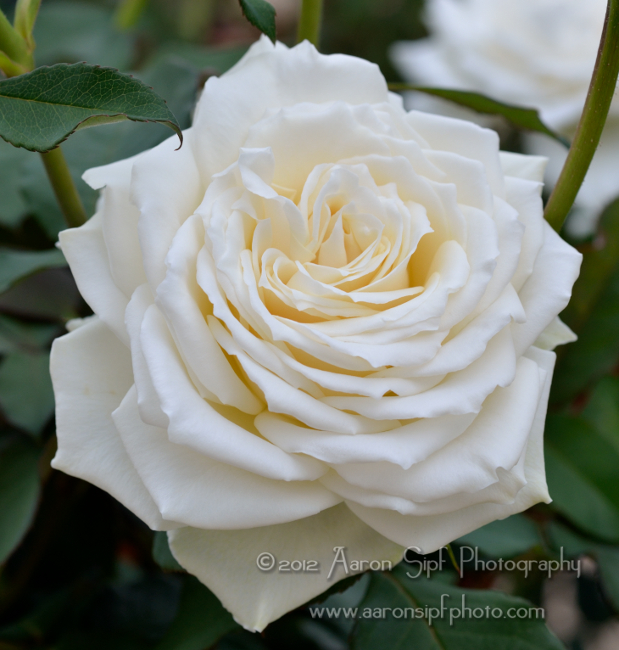pascali bridal